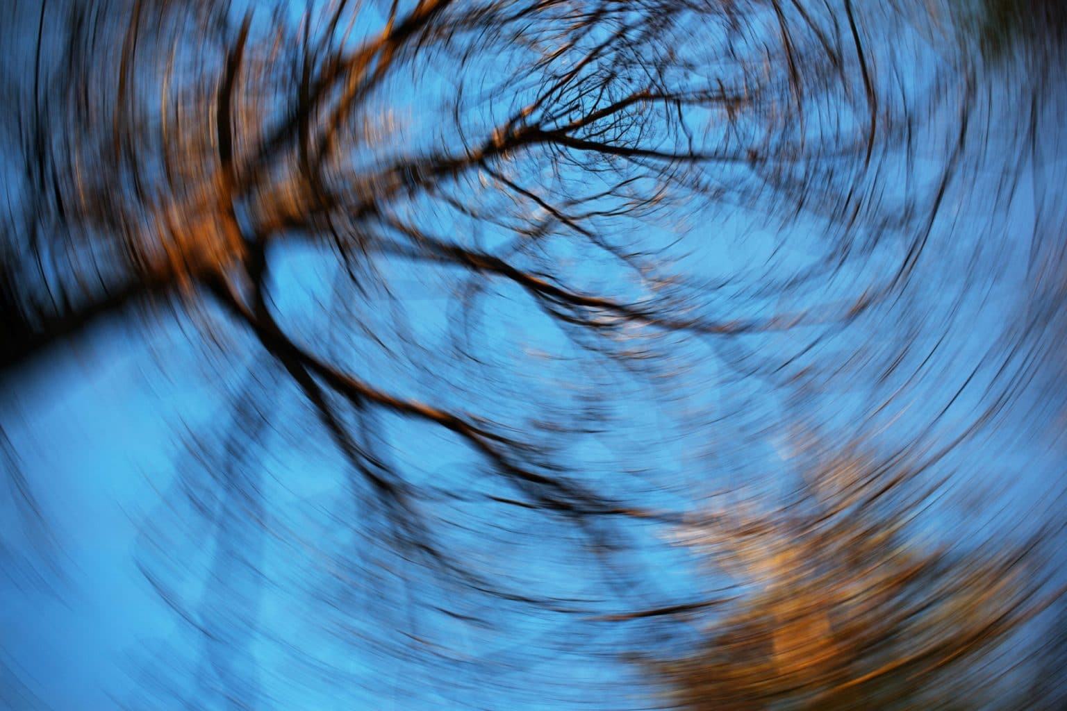 Balance-Vertigo Worm's eye view of a tree swirled in a manner of experiencing vertigo or dizziness.