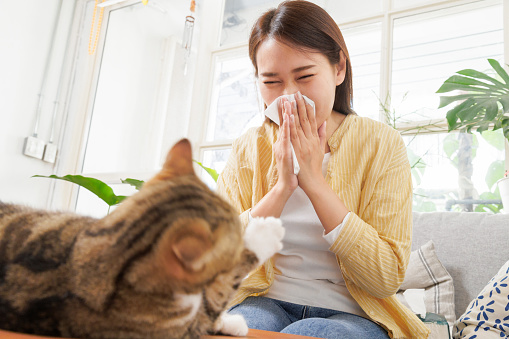 Young woman sitting with her cat and sneezing from the pet dander.